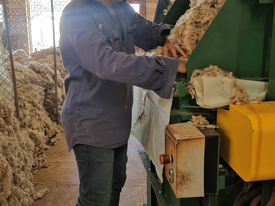Henry at the shearing shed