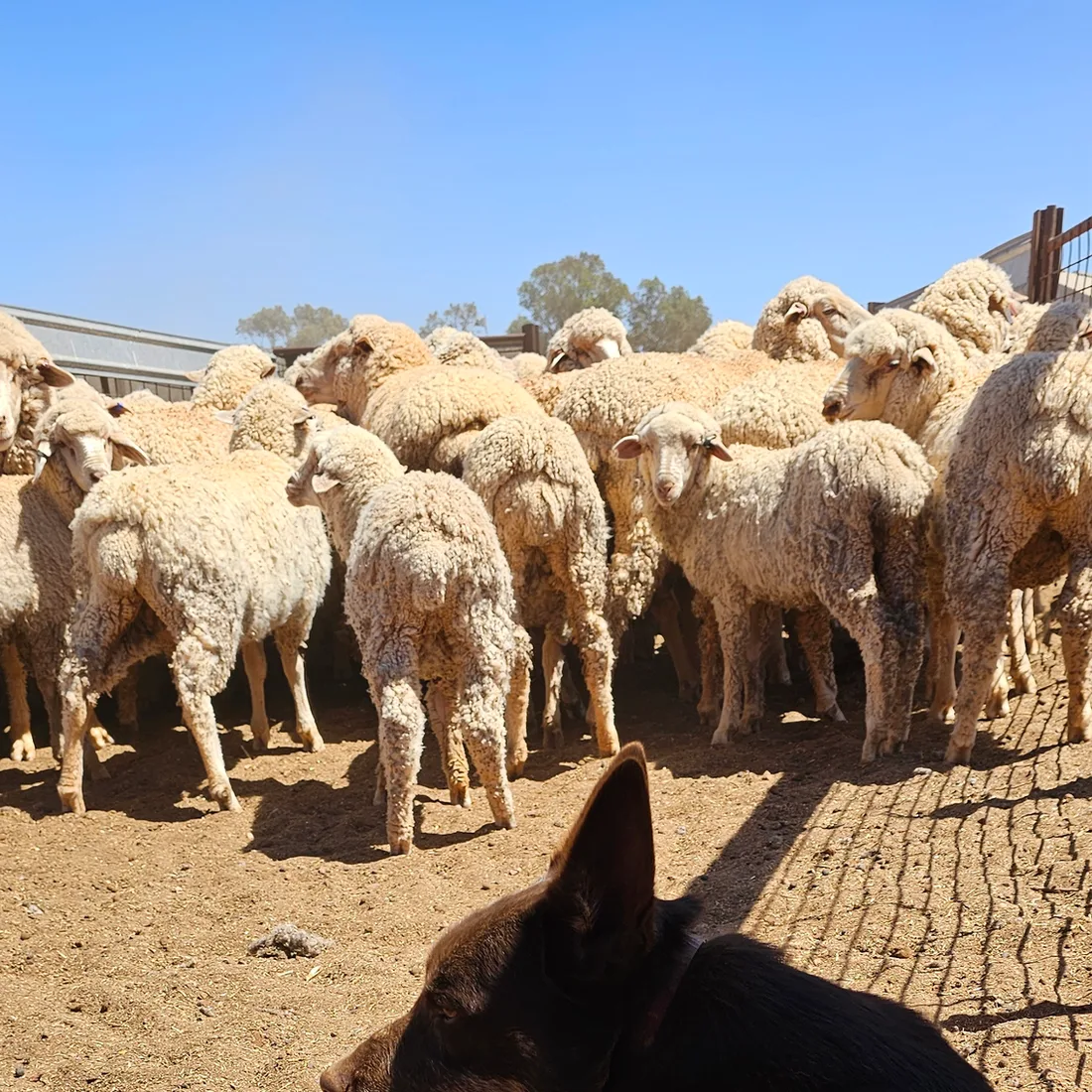 A working kelpie among the sheep