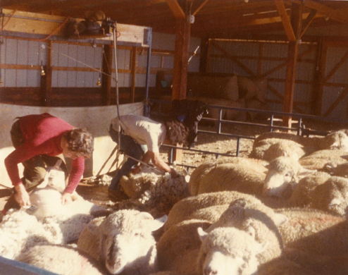 Rob and Gail Davis shearing in the shed